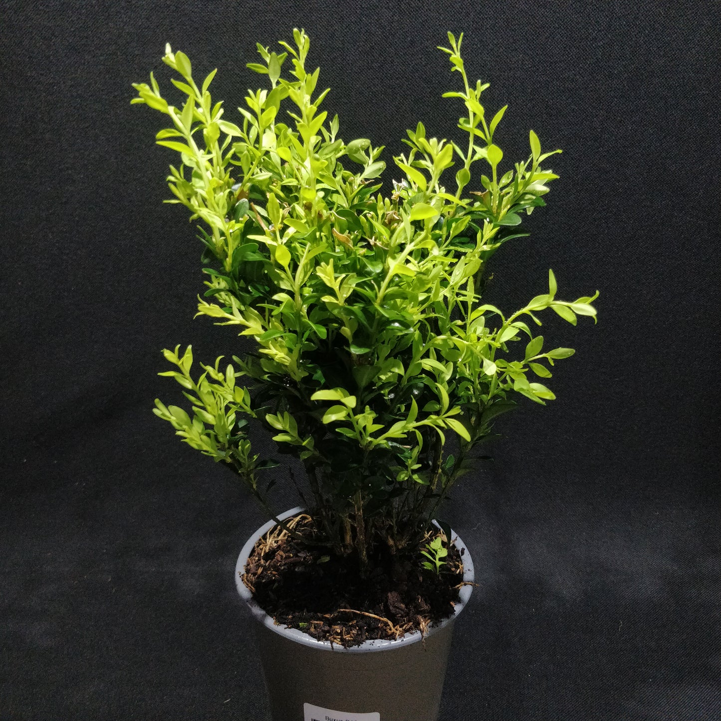 Common Boxwood - Buxus Sempervirens