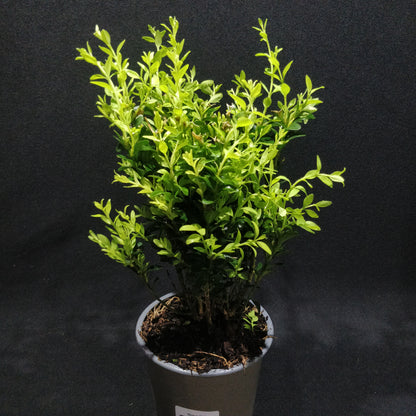 Common Boxwood - Buxus Sempervirens