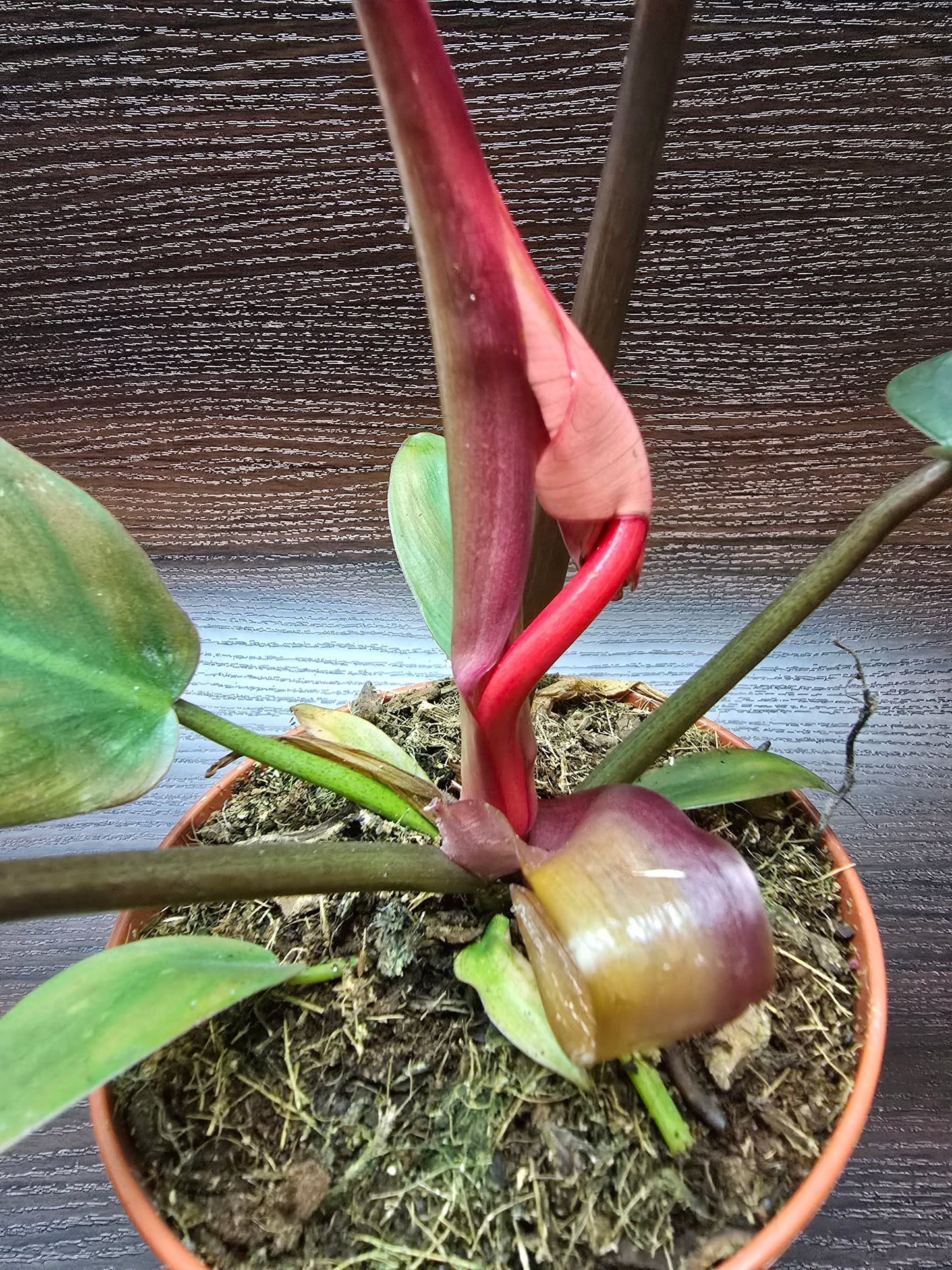 Philodendron Florida Bronze