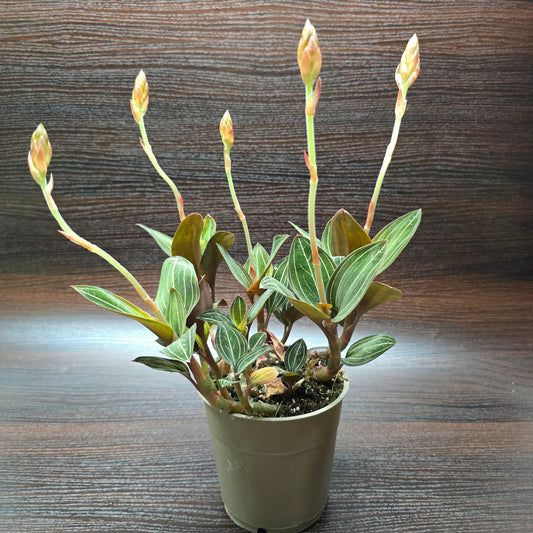 Jewel Orchid - Ludisia Discolor