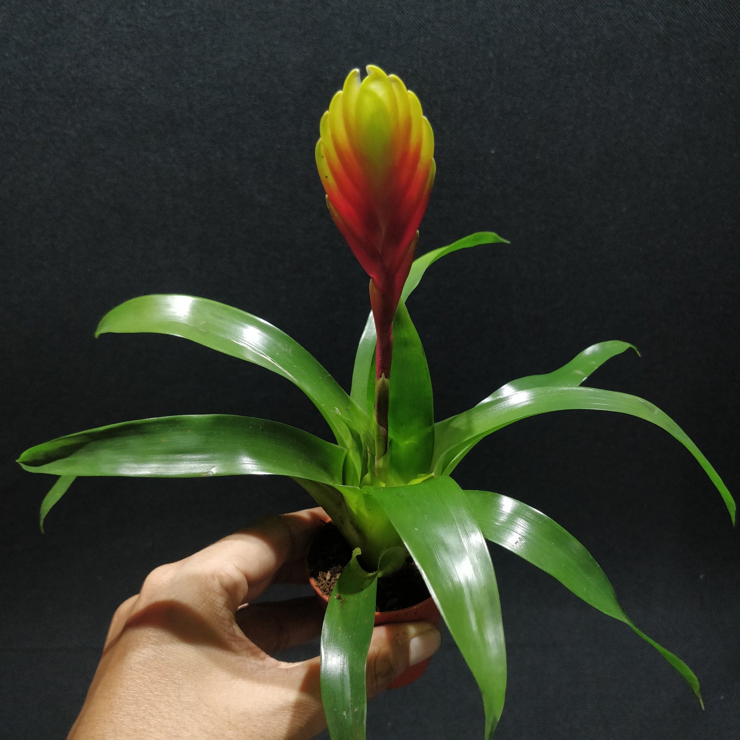 Bromeliad