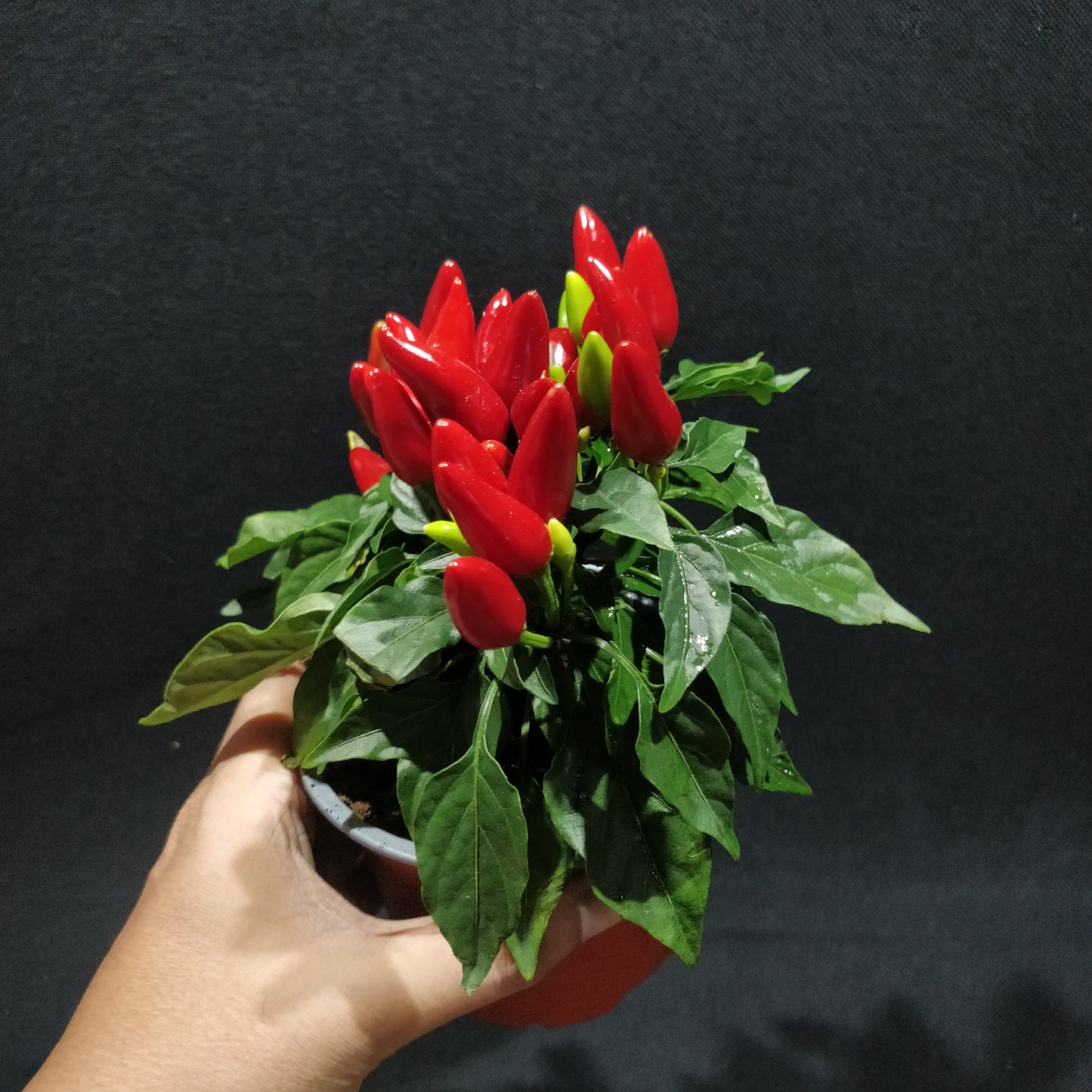 Ornamental Capsicum Plant