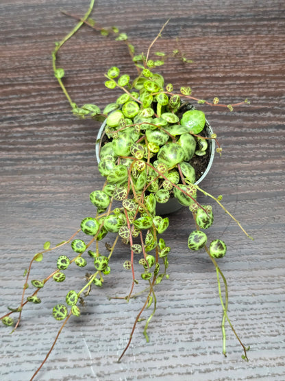 String of Turtles - Peperomia Prostrata