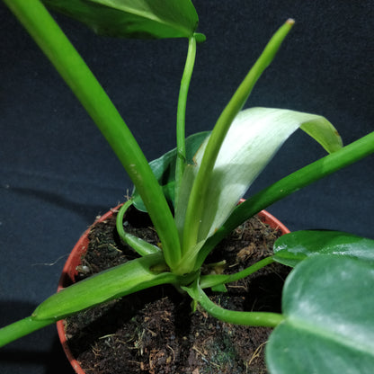 Philodendron Rugosum