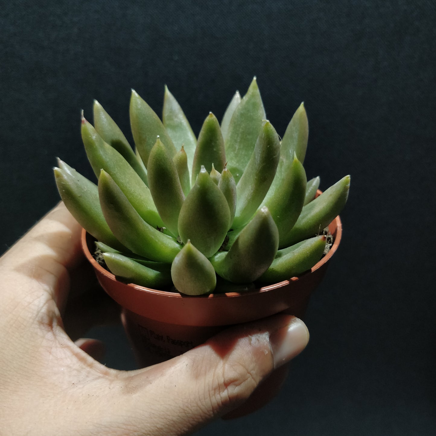 Echeveria - Succulents (Small)