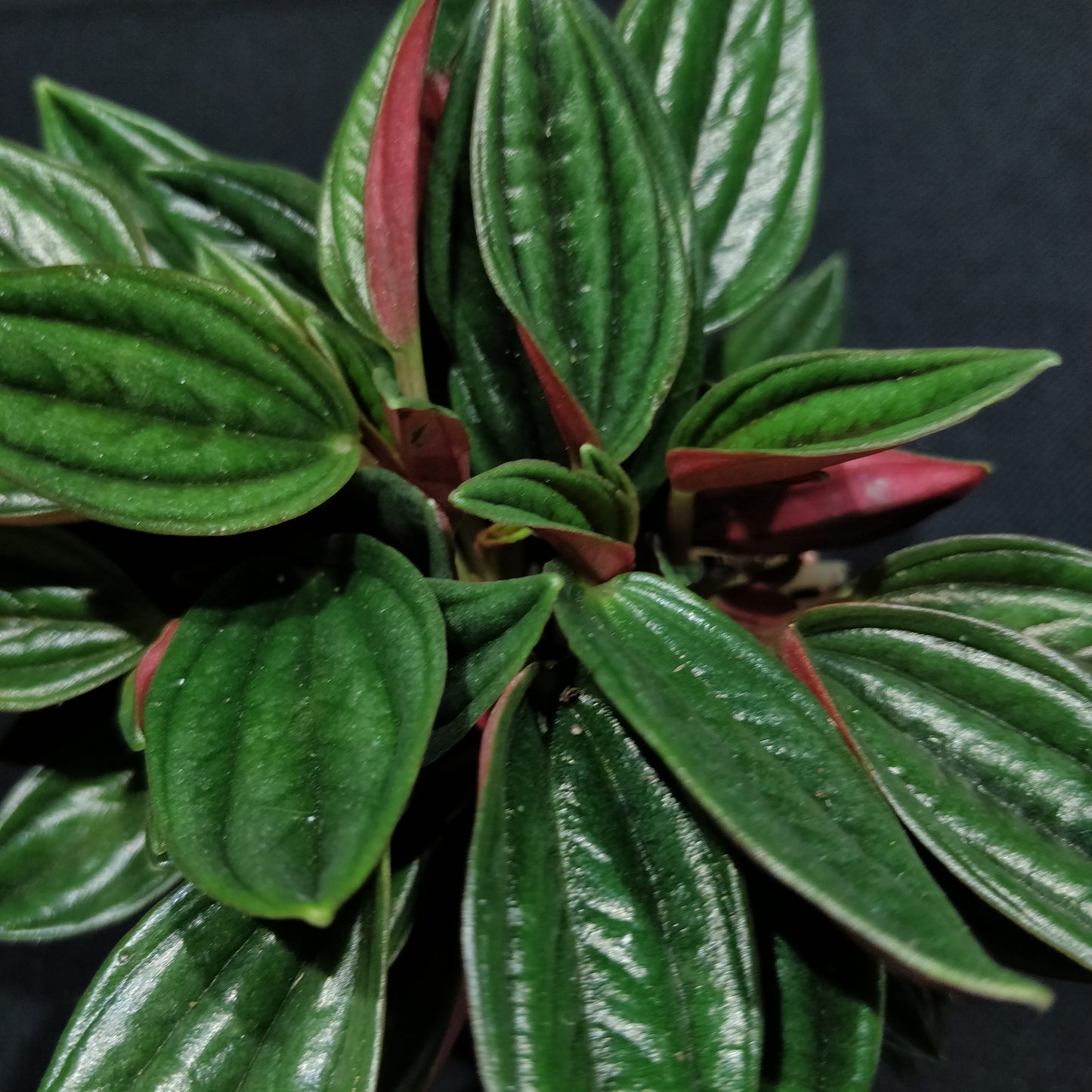 Peperomia Caperata