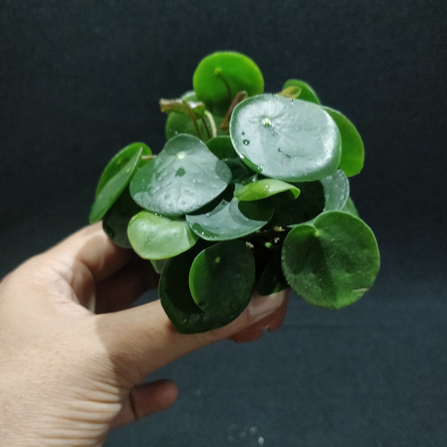 Chinese Money Plant - Pilea Peperomioides