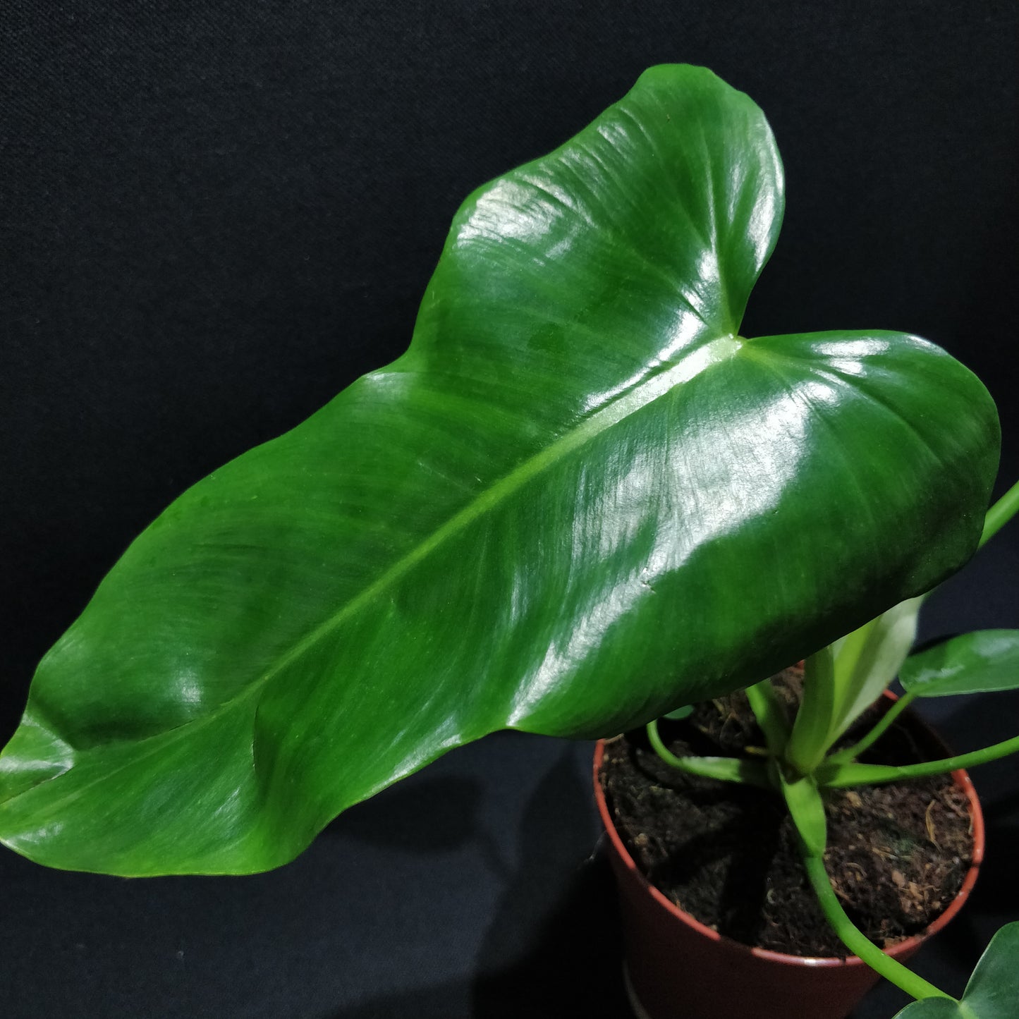 Philodendron Rugosum