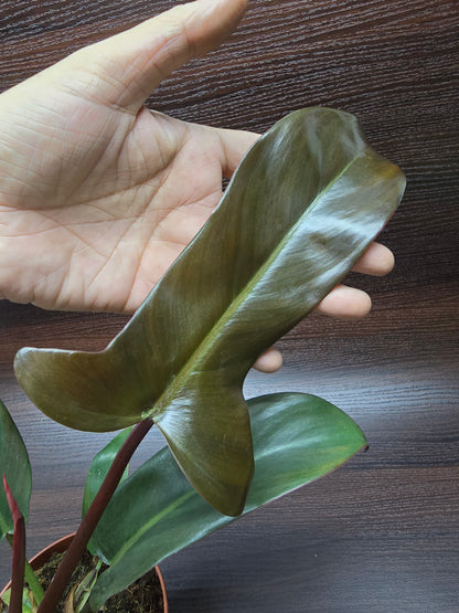 Philodendron Florida Bronze