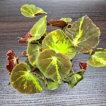 Rex Begonia