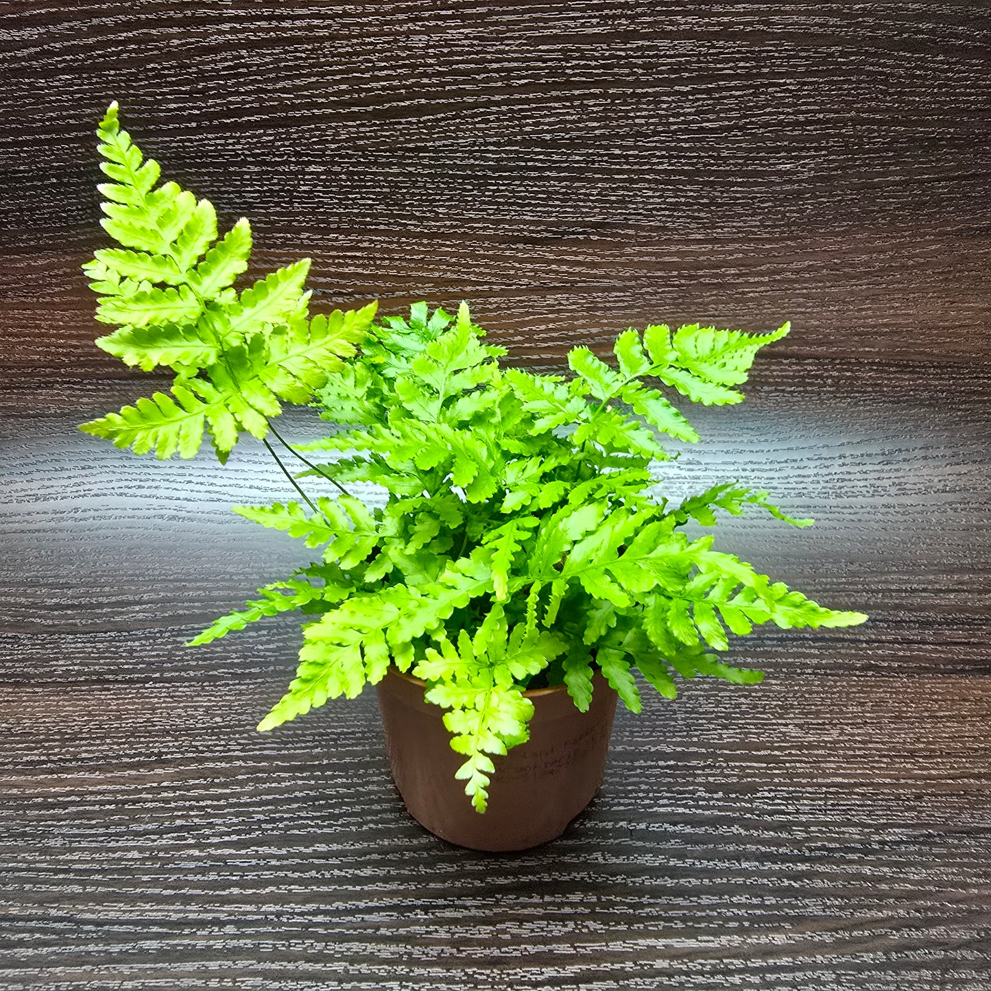 Tsushima Holly Fern - Polystichum Luctuosum