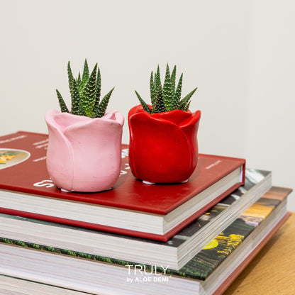 Succulents in Ceramic pot