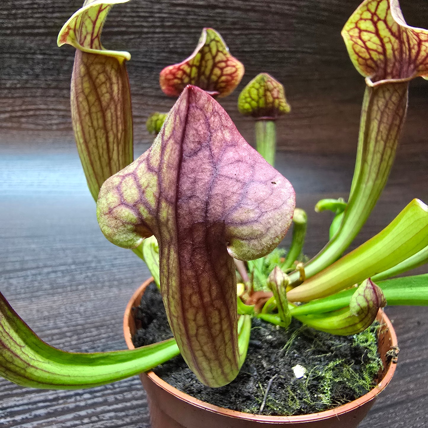 Sarracenia Psittacina 'Tess' - Pitcher Plant