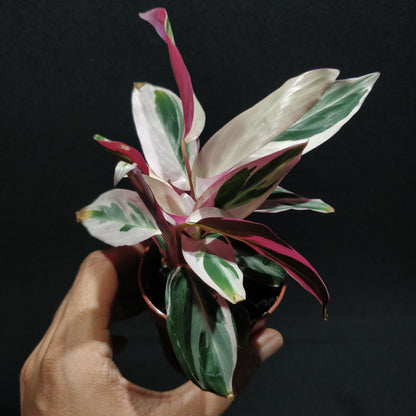 Calathea