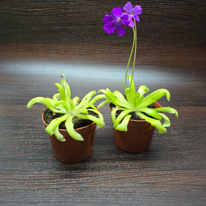 Pinguicula 'Anna' - Butterworth