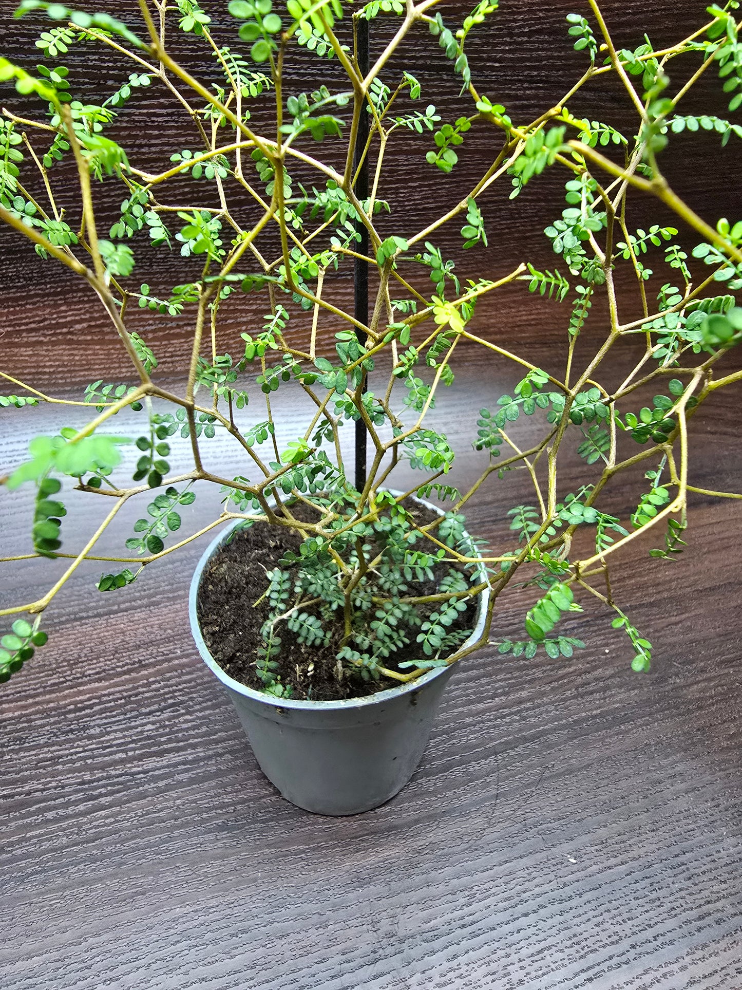 Little Baby Plant (Dwarf Kowhai) - Sophora Prostrata