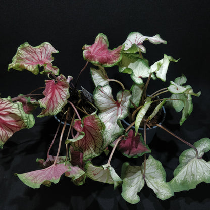 Caladium