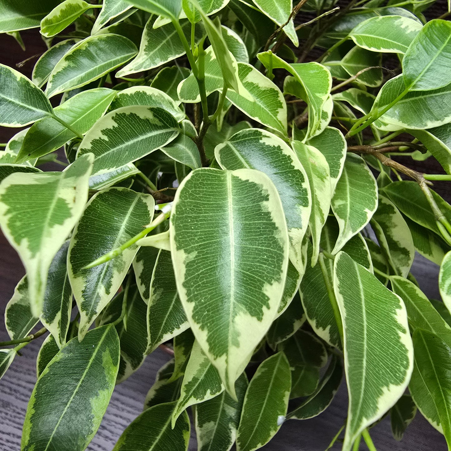 Variegated Creeping Fig - Ficus Benjamina Variegata