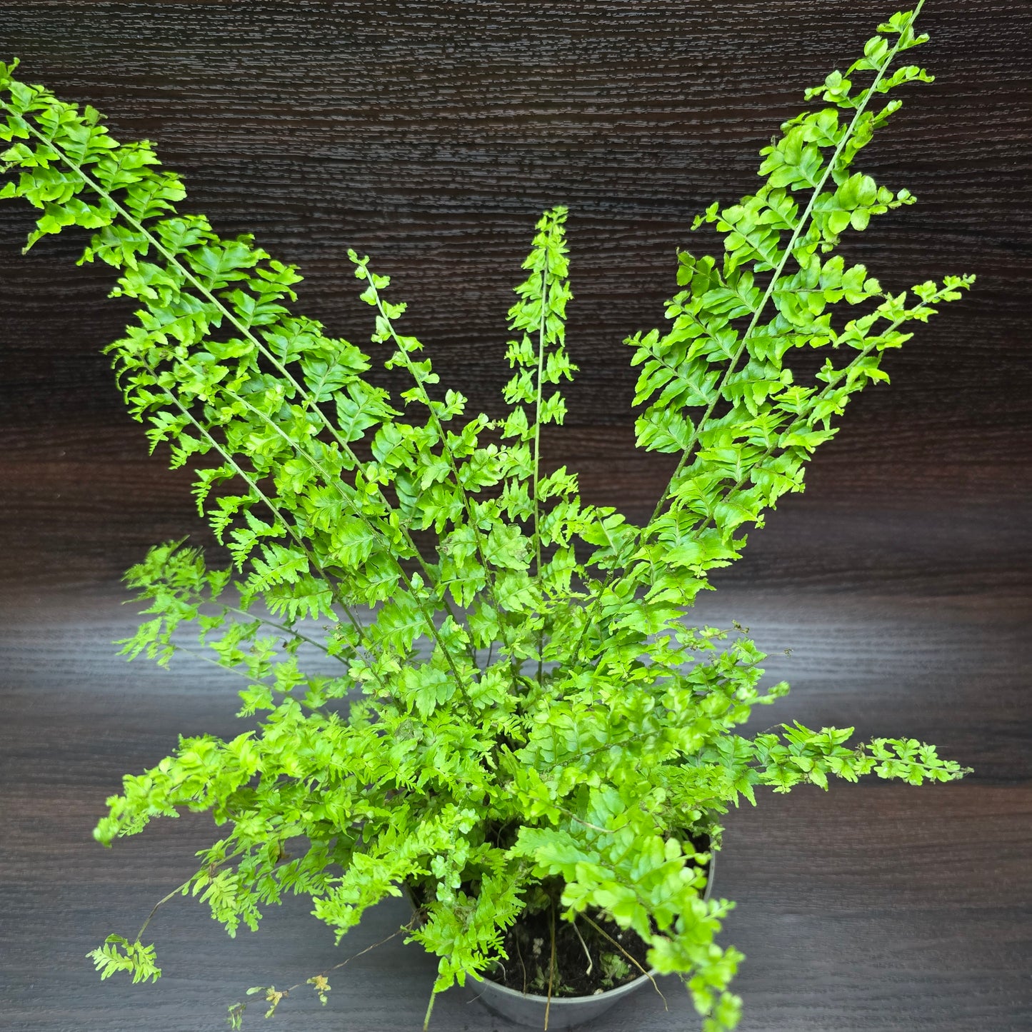 Nephrolepis Exaltata 'Green Fantasy'