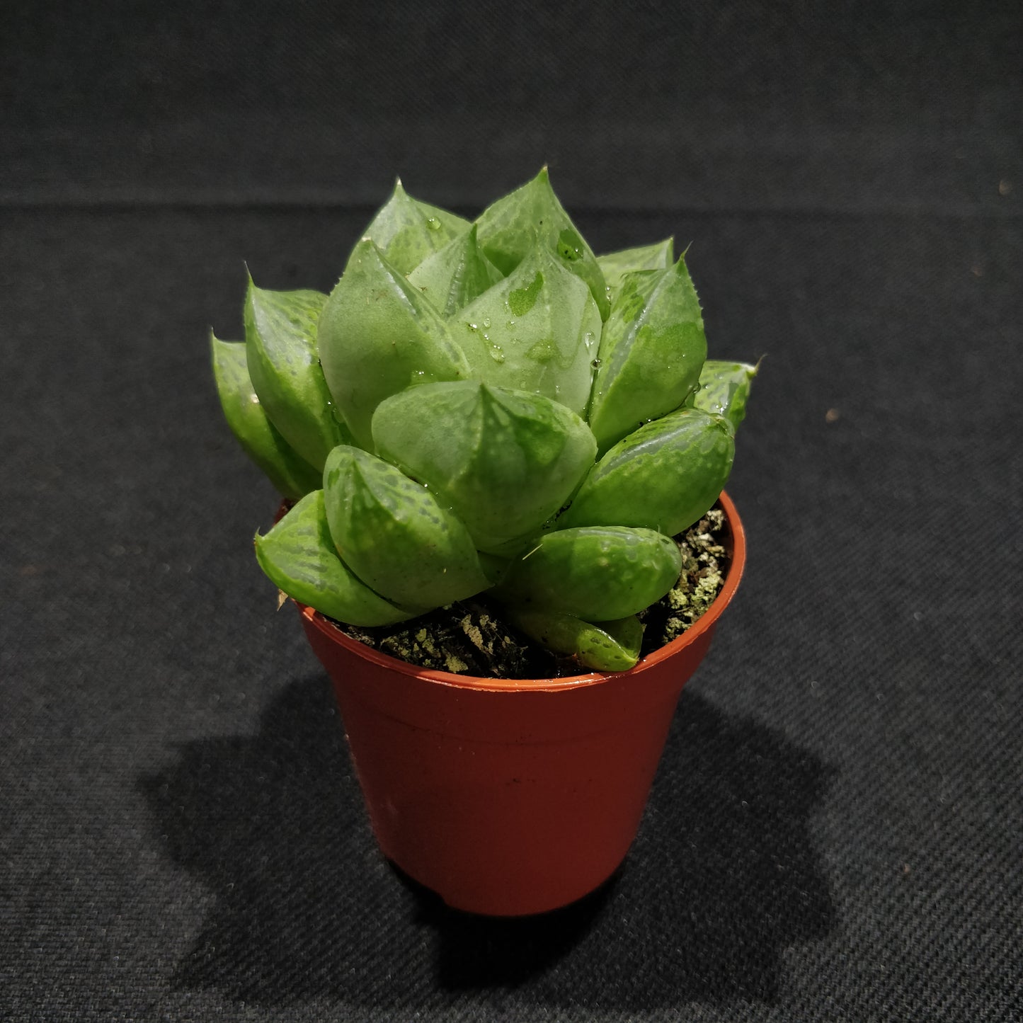 Haworthia - Succulents