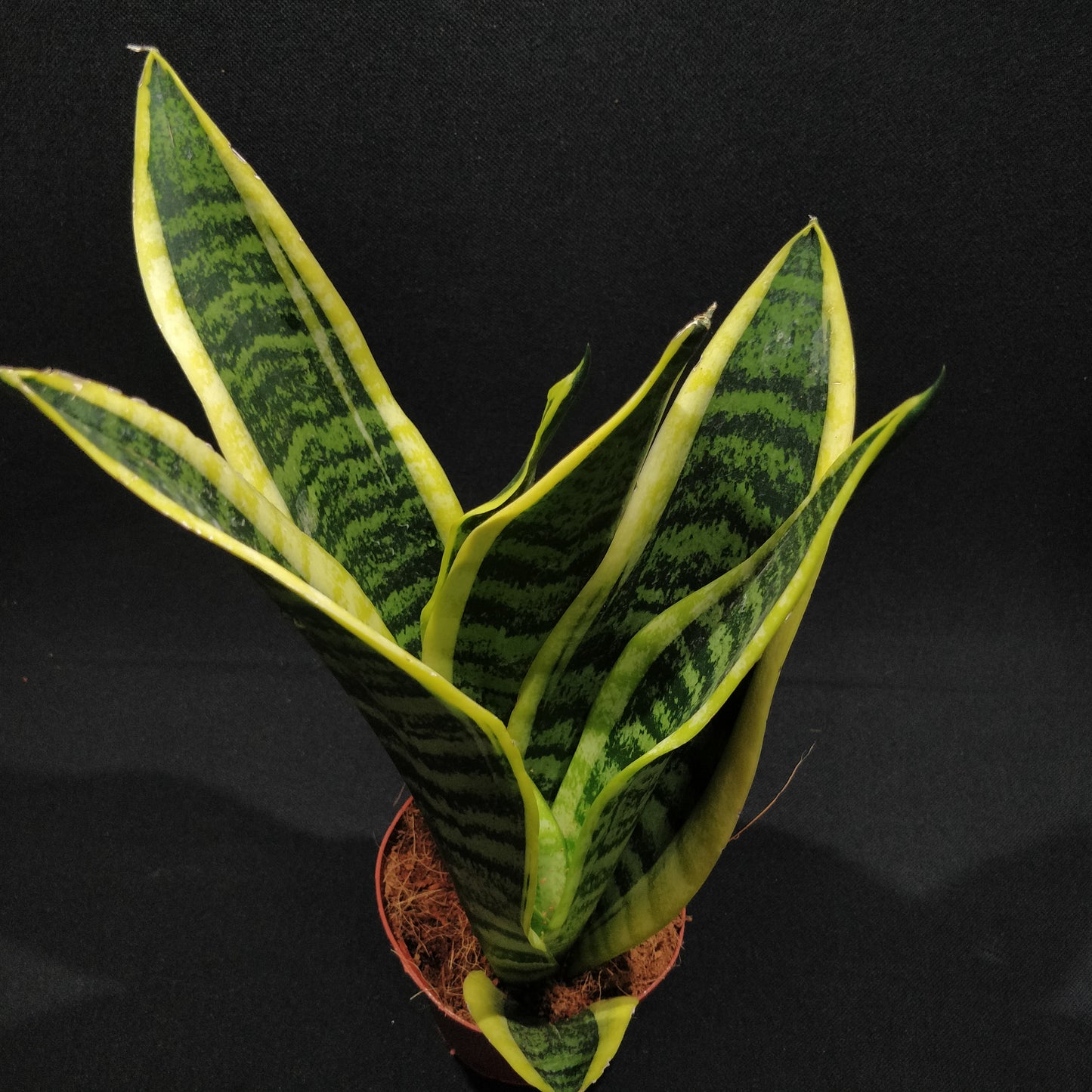 Snake Plant - Dracaena Trifasciata