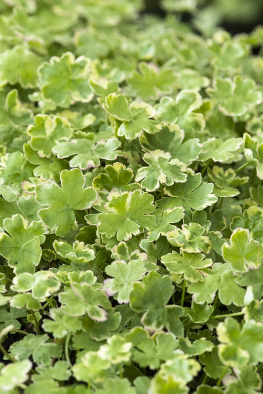 Crystal Confetti - Hydrocotyle Sibthorpiodes 'Variegata'