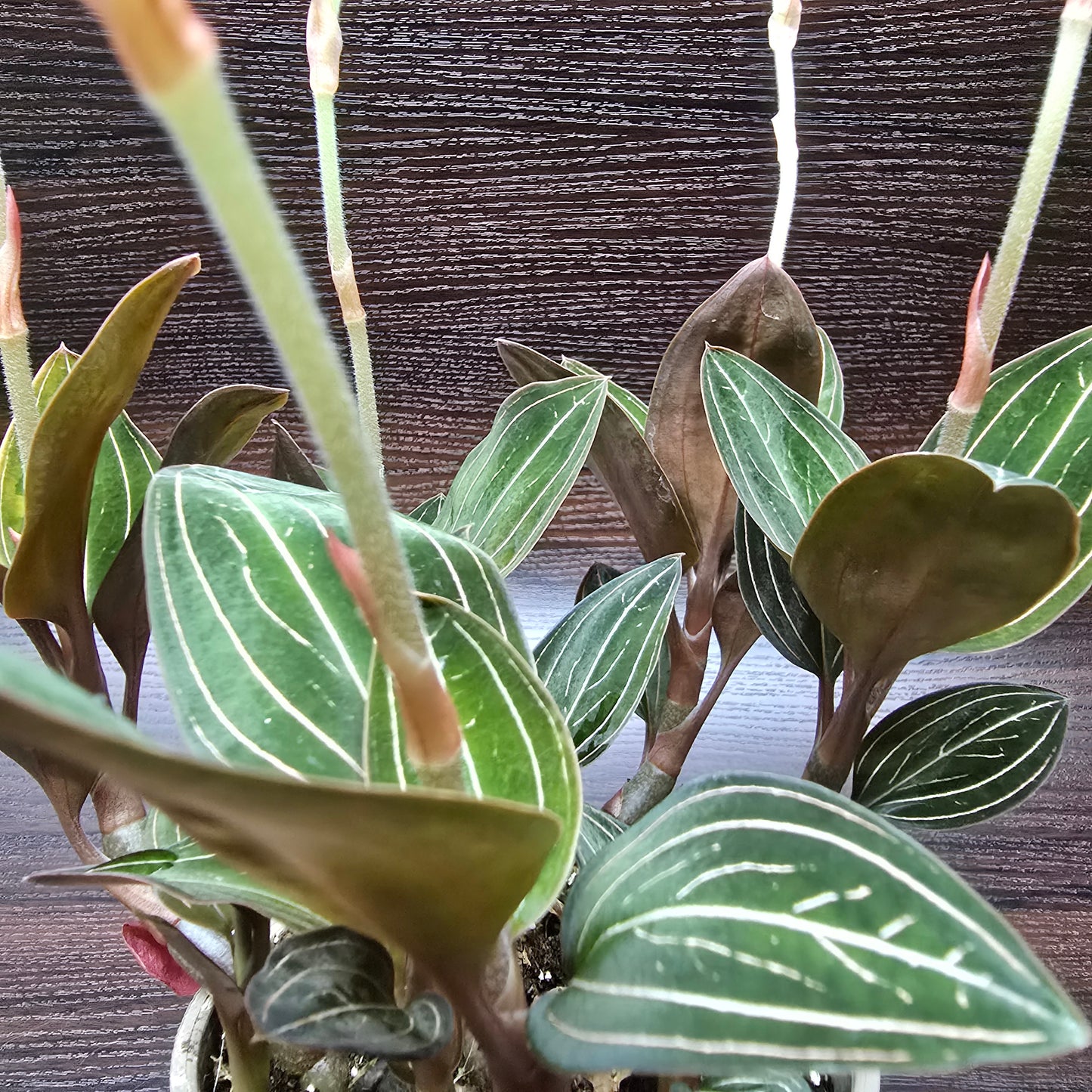 Jewel Orchid - Ludisia Discolor