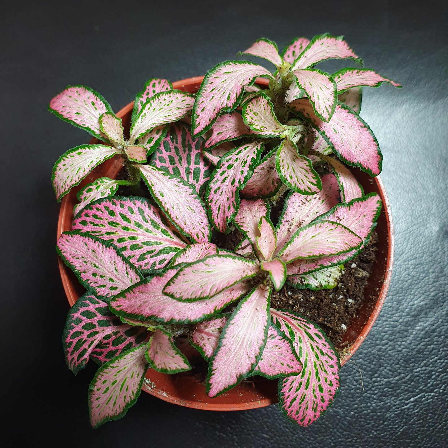 Fittonia - Nerve Plant