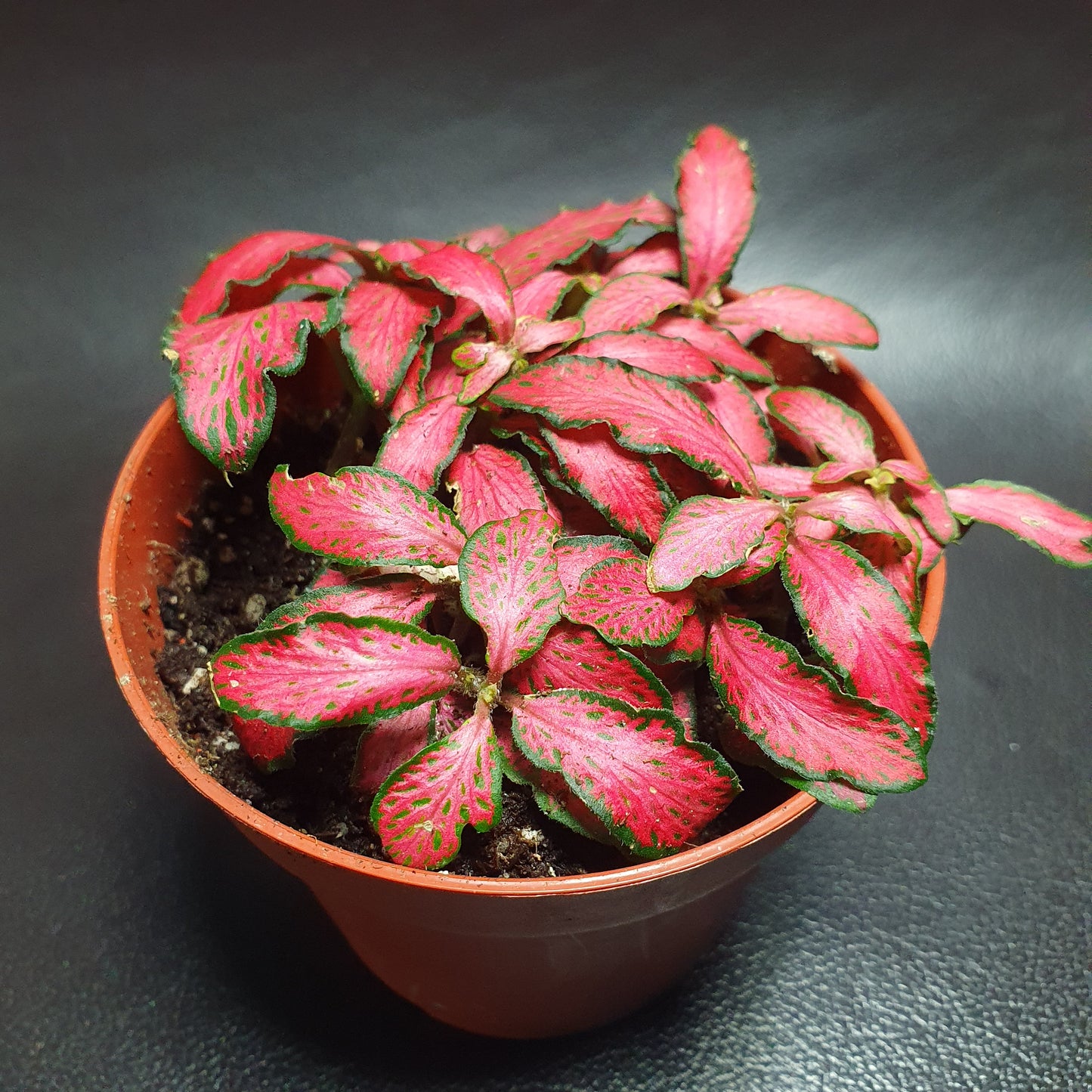 Fittonia - Nerve Plant