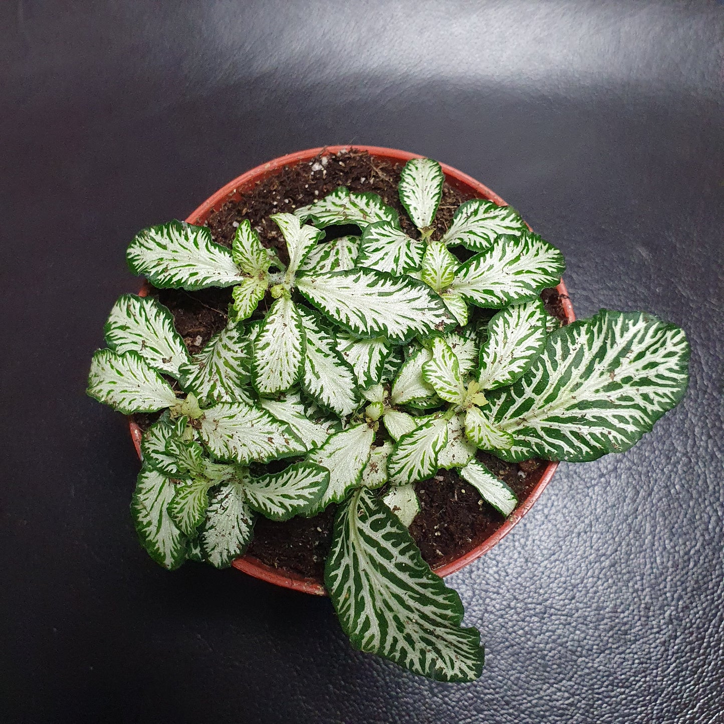 Fittonia - Nerve Plant