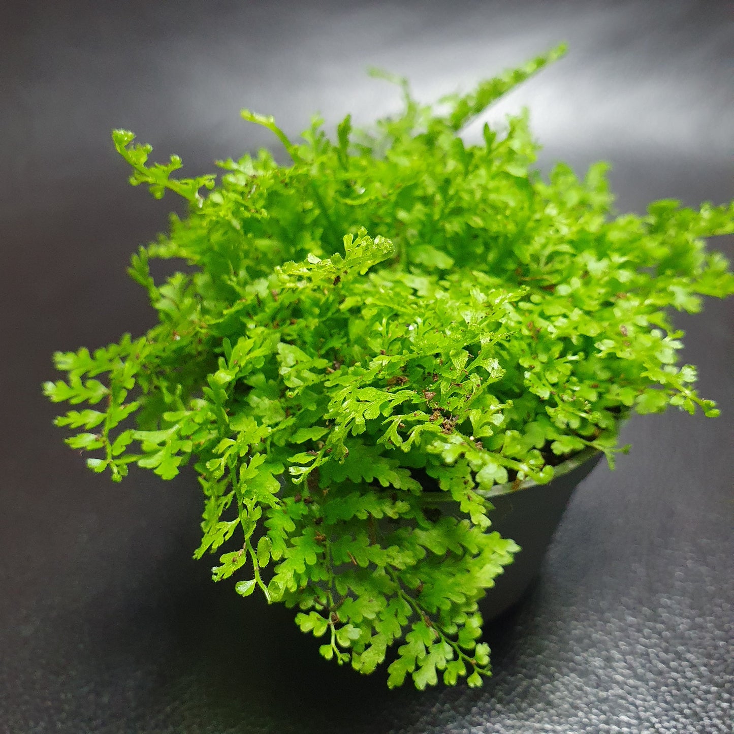 Cotton Candy Fern - Nephrolepis Exaltata