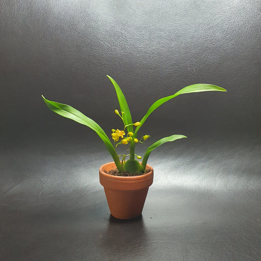 Phalaenopsis Mini Orchids