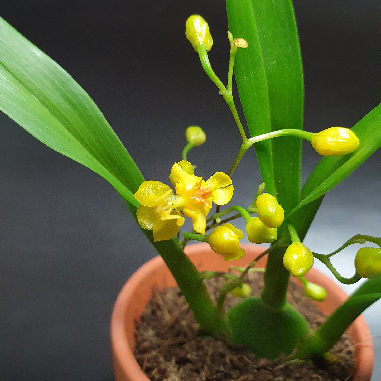 Phalaenopsis Mini Orchids