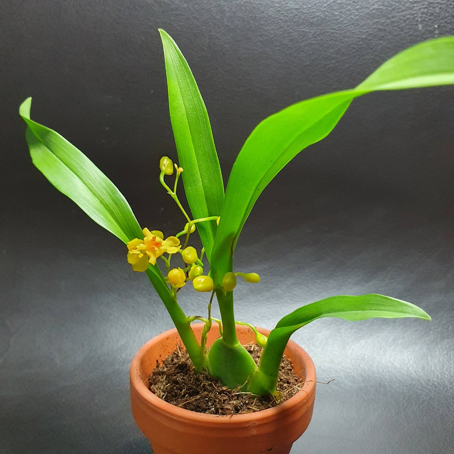 Phalaenopsis Mini Orchids