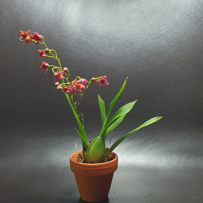 Phalaenopsis Mini Orchids