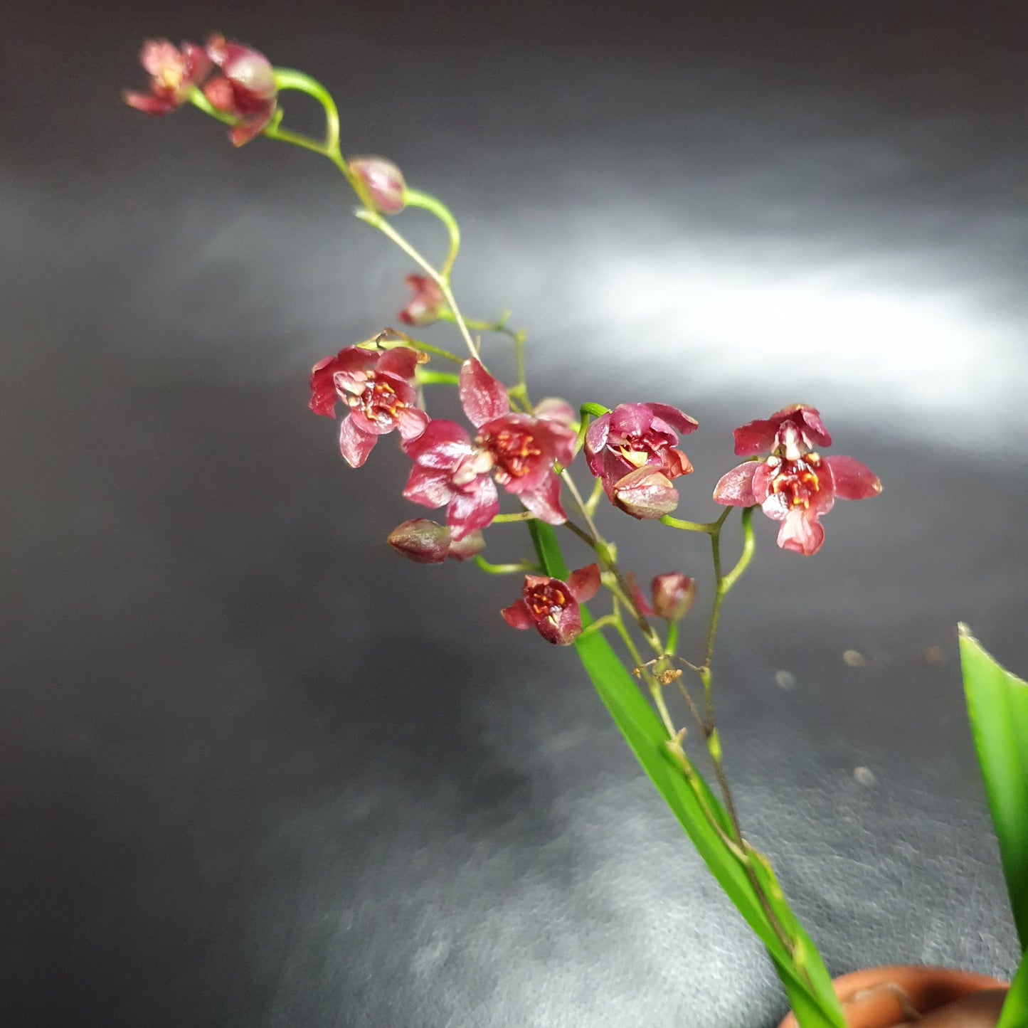 Phalaenopsis Mini Orchids
