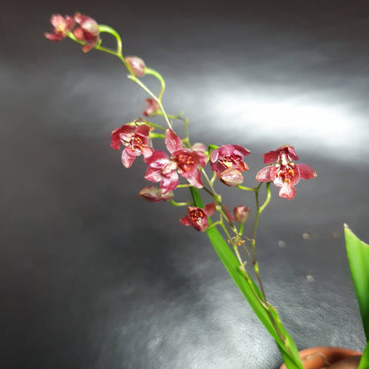 Phalaenopsis Mini Orchids