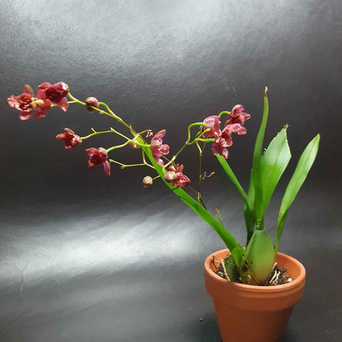 Phalaenopsis Mini Orchids