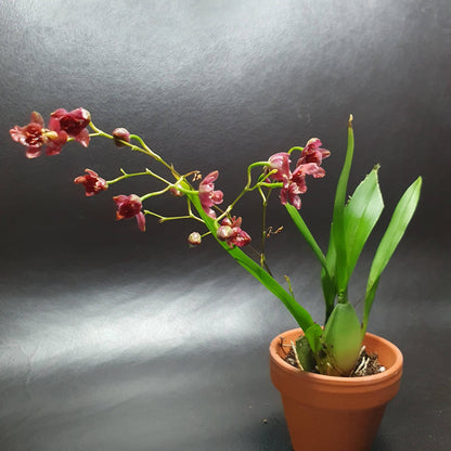 Phalaenopsis Mini Orchids