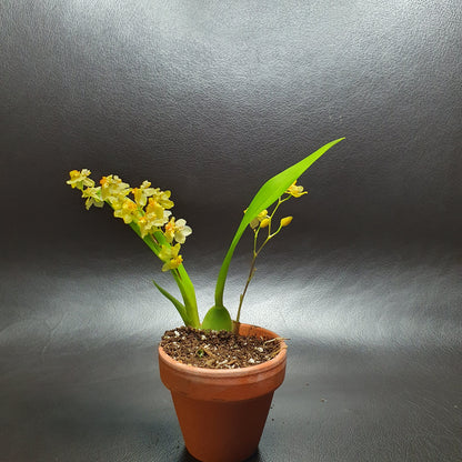 Phalaenopsis Mini Orchids