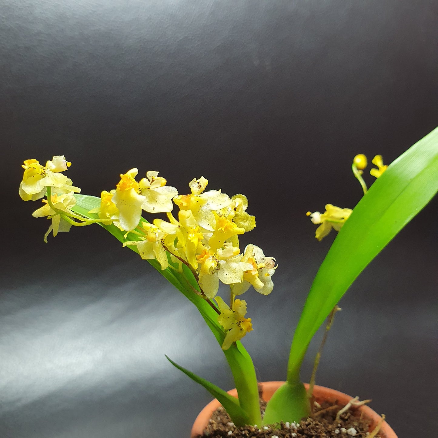 Phalaenopsis Mini Orchids