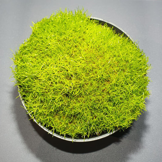 Sagina Sabulata - Health Pearlwort / Irish Moss / Pearlwort