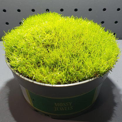 Sagina Sabulata - Health Pearlwort / Irish Moss / Pearlwort
