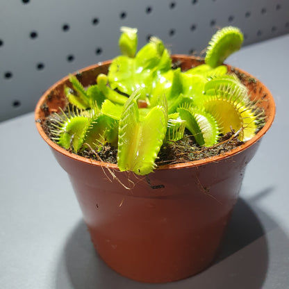 Dionaea - Venus Flytrap