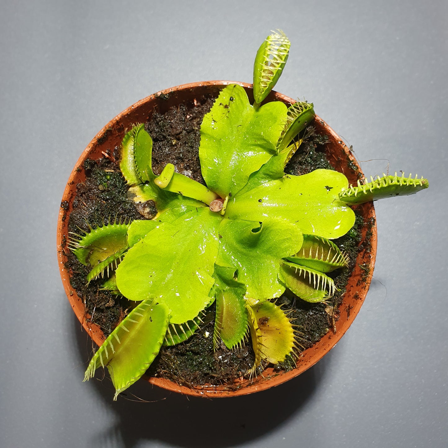 Dionaea - Venus Flytrap