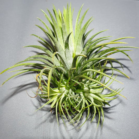 Tillandsia Ionantha - Air plant