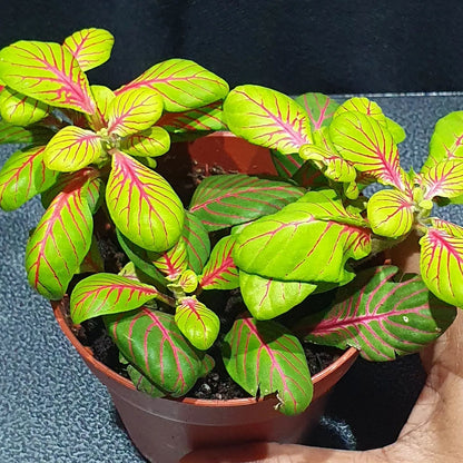 Fittonia - Nerve Plant