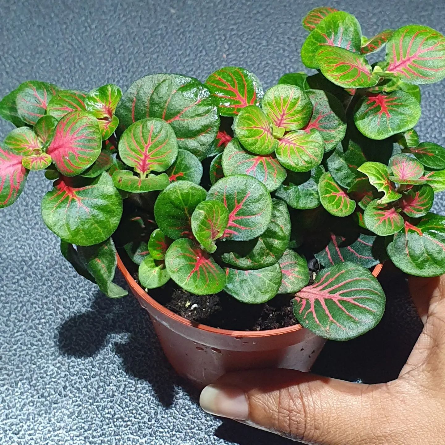 Fittonia - Nerve Plant