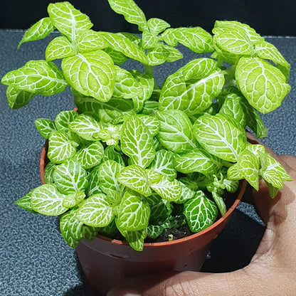 Fittonia - Nerve Plant