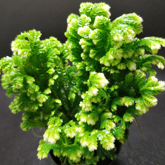 Selaginella Martensii - Spikemoss